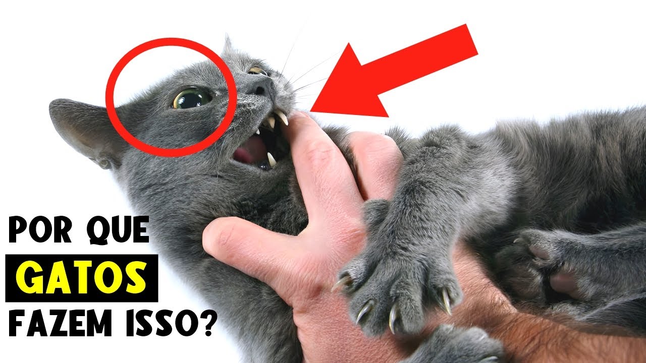 14 Comportamentos de Gatos Explicados – Por Que Seu gato Faz Isso!