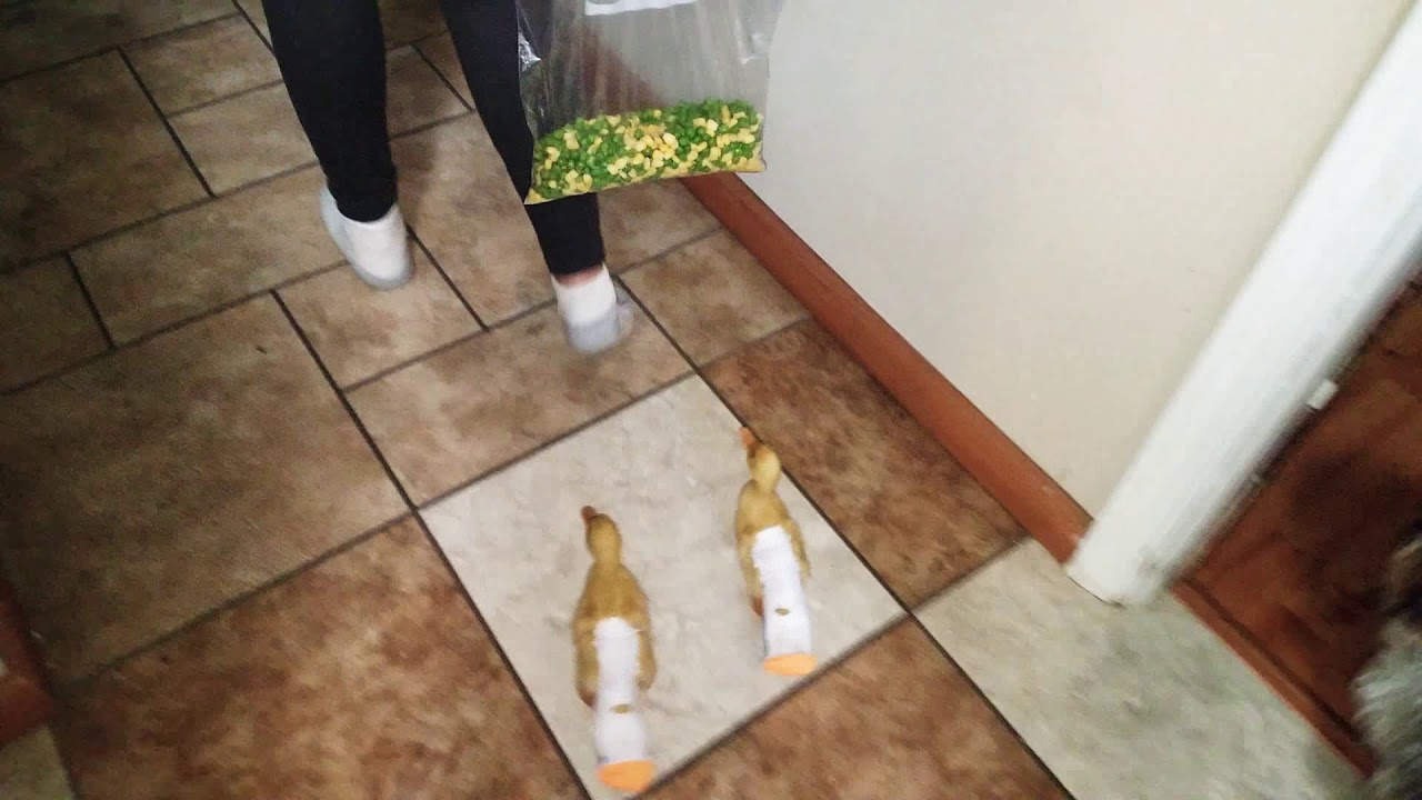 Pekin ducks and sock poo
