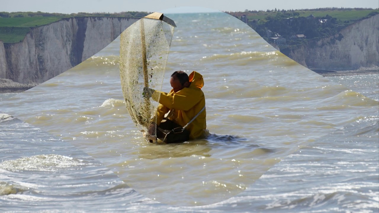 2016 Ault  en baie de somme pecheurs a pied a la crevette grise
