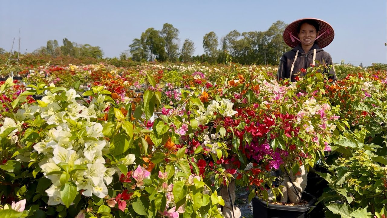 Vườn hoa giấy siêu đẹp, nhiều loại hoa Tết giao lưu bao phí vận chuyển giá bình dân ☎0775.755.989