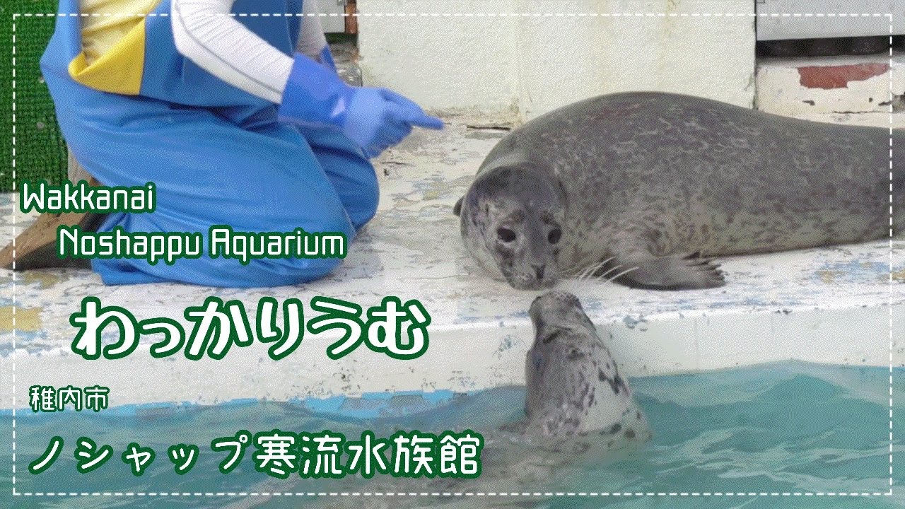 【ノシャップ寒流水族館②】Baby seals put on a show.【子アザラシのショー】