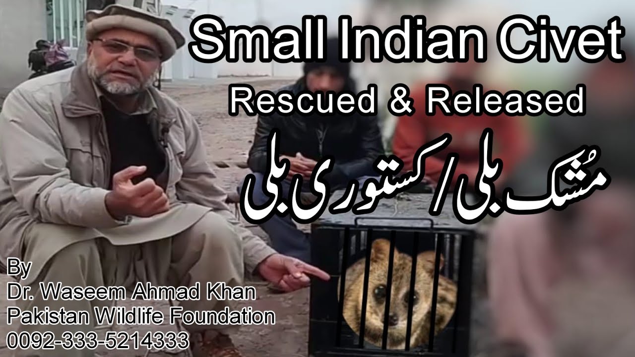 Small Indian Civet Rescued And Released | Mushk Billi | Kusturi Billi | Indian Civet Rescue Story