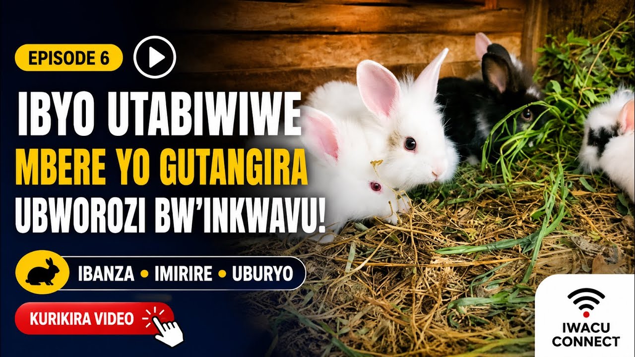 Ep 6:“Ndaguteguye: Ibyo utabwiwe Mbere yo Gutangira Ubworozi bw’Inkwavu! 🐇  ” Kurikira video.....👉