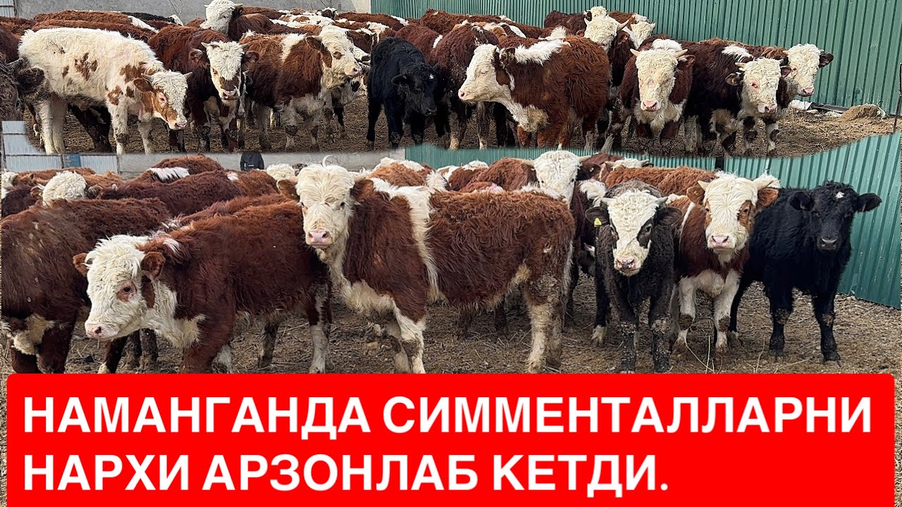 ВА НИХОЯТ НАМАНГАНГАХАМ СИММЕНТАЛ БУҚАЛАР АРЗОН НАРХДА ЙТИБ КЕЛДИ. 