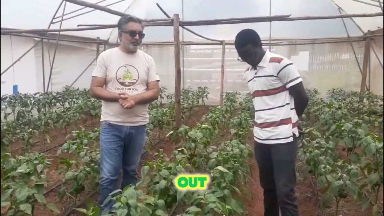 COLLOURED CAPSICUM IN A GREENHOUSE SET UP! Improving Soil Health through Organic Solutions 😇💥