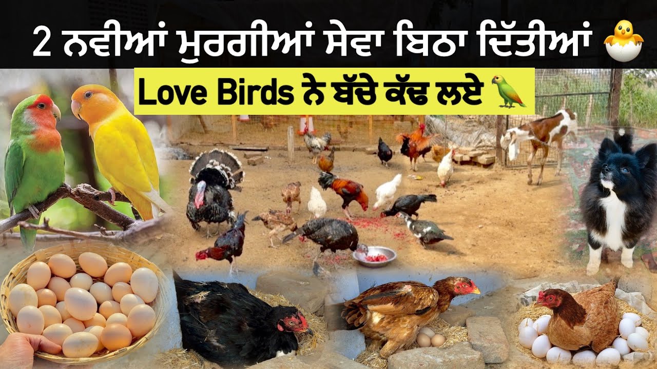 2 ਨਵੀਆਂ ਮੁਰਗੀਆਂ ਸੇਵਾ ਬਿਠਾ ਦਿੱਤੀਆਂ 🐣| Love Birds ਨੇ ਬੱਚੇ ਕੱਢ ਲਏ😍| 3 ਮੁਰਗੀਆਂ ਥੱਲੇ 40 ਅੰਡੇ | #kabootar