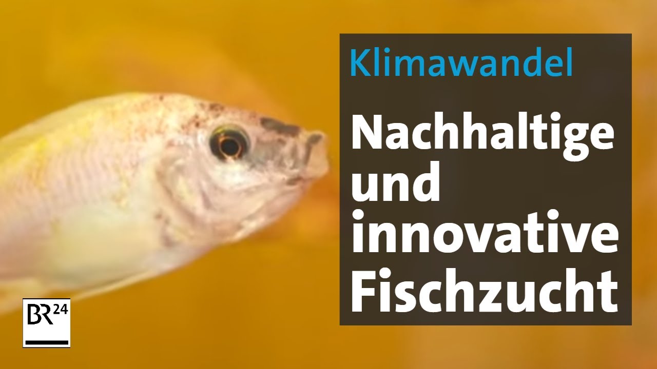 Aquaponik: Nachhaltige Art der Fischzucht I BR24
