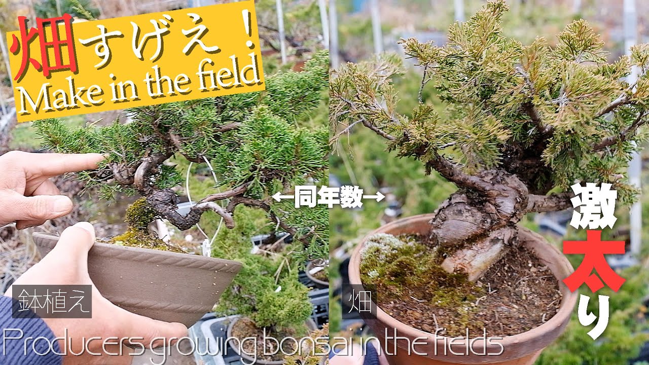 【紹介】畑で激太り⁉生産業者の小梅園さんに行ってきました【盆栽Q】