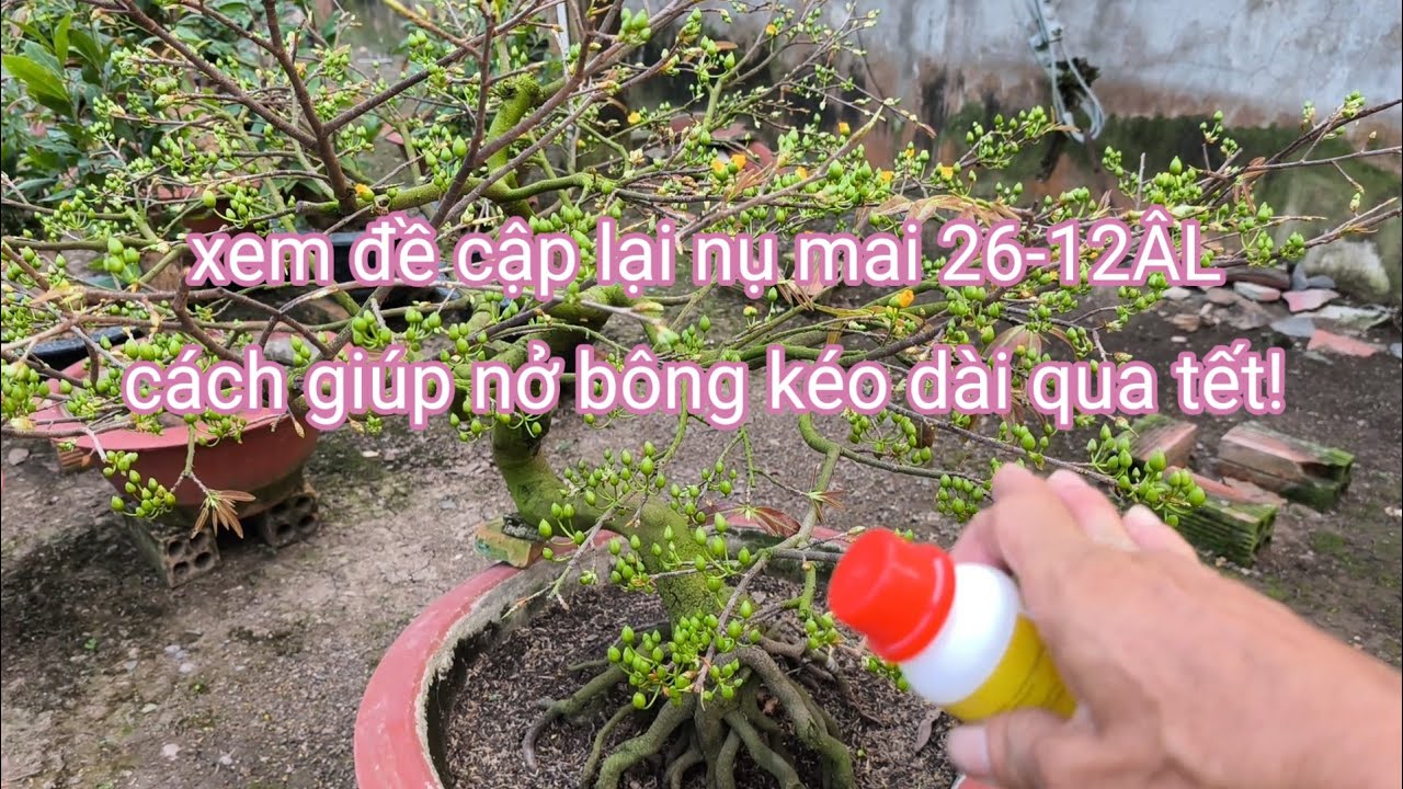 Cách giúp nụ mai nở bông đúng tết! và kéo dài qua tết không bị suy cây sau khi cho bông tết.