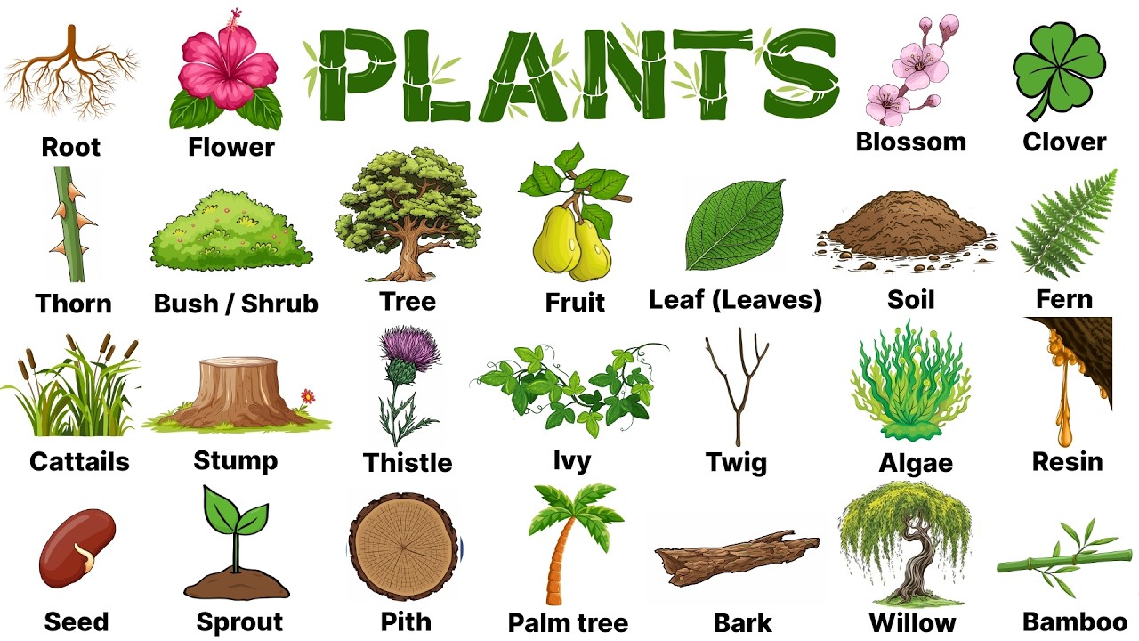 Plant Vocabulary | Plant Names in English | Parts of a Plant | Types of Plants | English Vocabulary