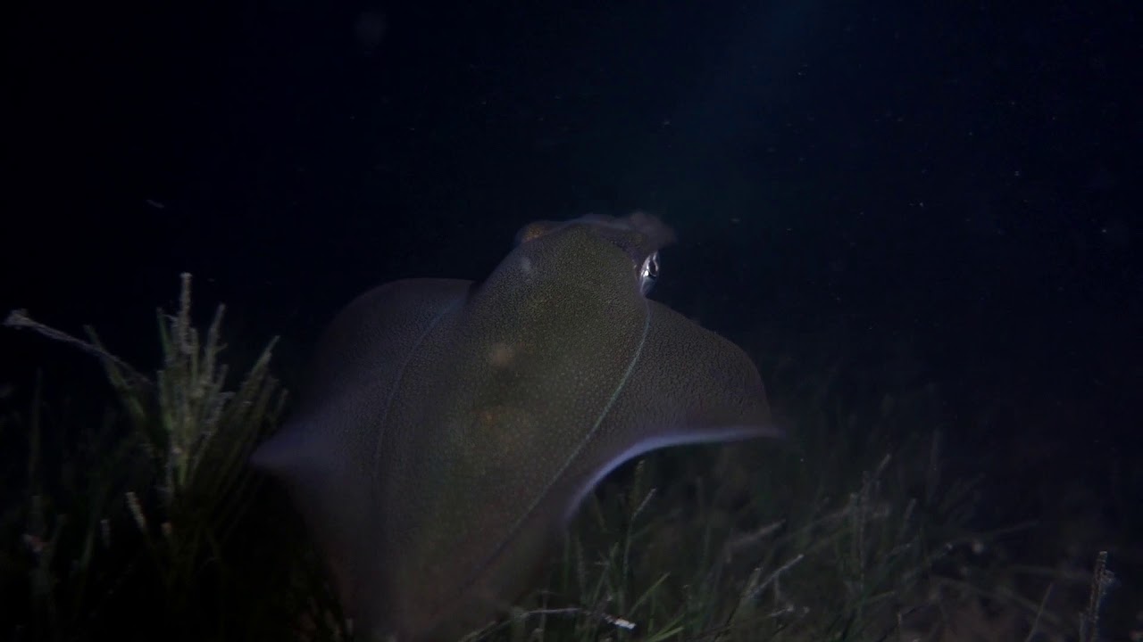 Diving Victoria - Southern Calamari (night dive).