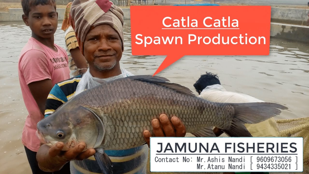 Catla Fish [ Catla catla ] Spawn Production  [ JAMUNA FISHERY in Ramsagar, West Bengal ,India]