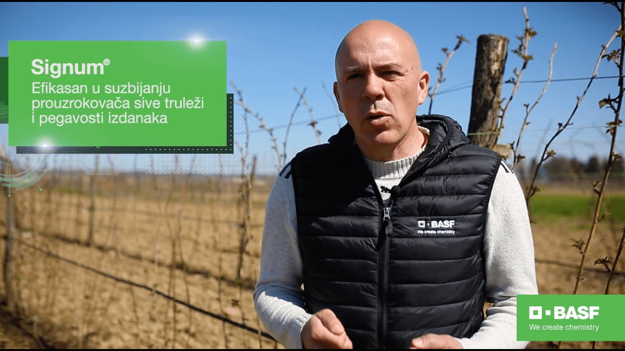 Zaštitite malinu od pegavosti i sive truleži! Primenite fungicid Signum® - BASF Agro Patrola