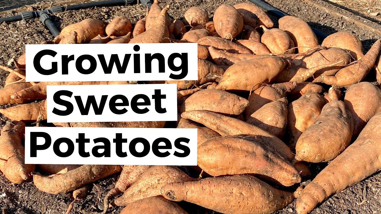 6 TIPS FOR HOW TO GROW YOUR OWN SWEET POTATOES