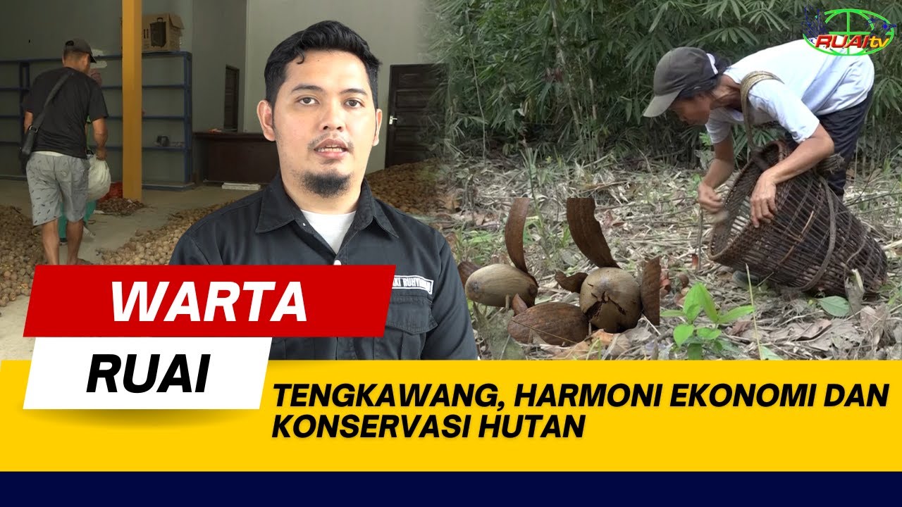 TENGKAWANG, HARMONI EKONOMI DAN KONSERVASI HUTAN