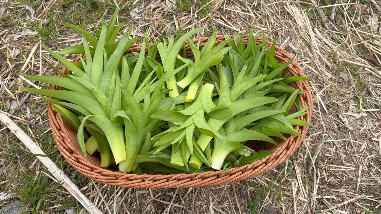 【野草入門】野菜くらい美味しくて見分けやすいカンゾウ（ヤブカンゾウ、ノカンゾウ）をおすすめしたい
