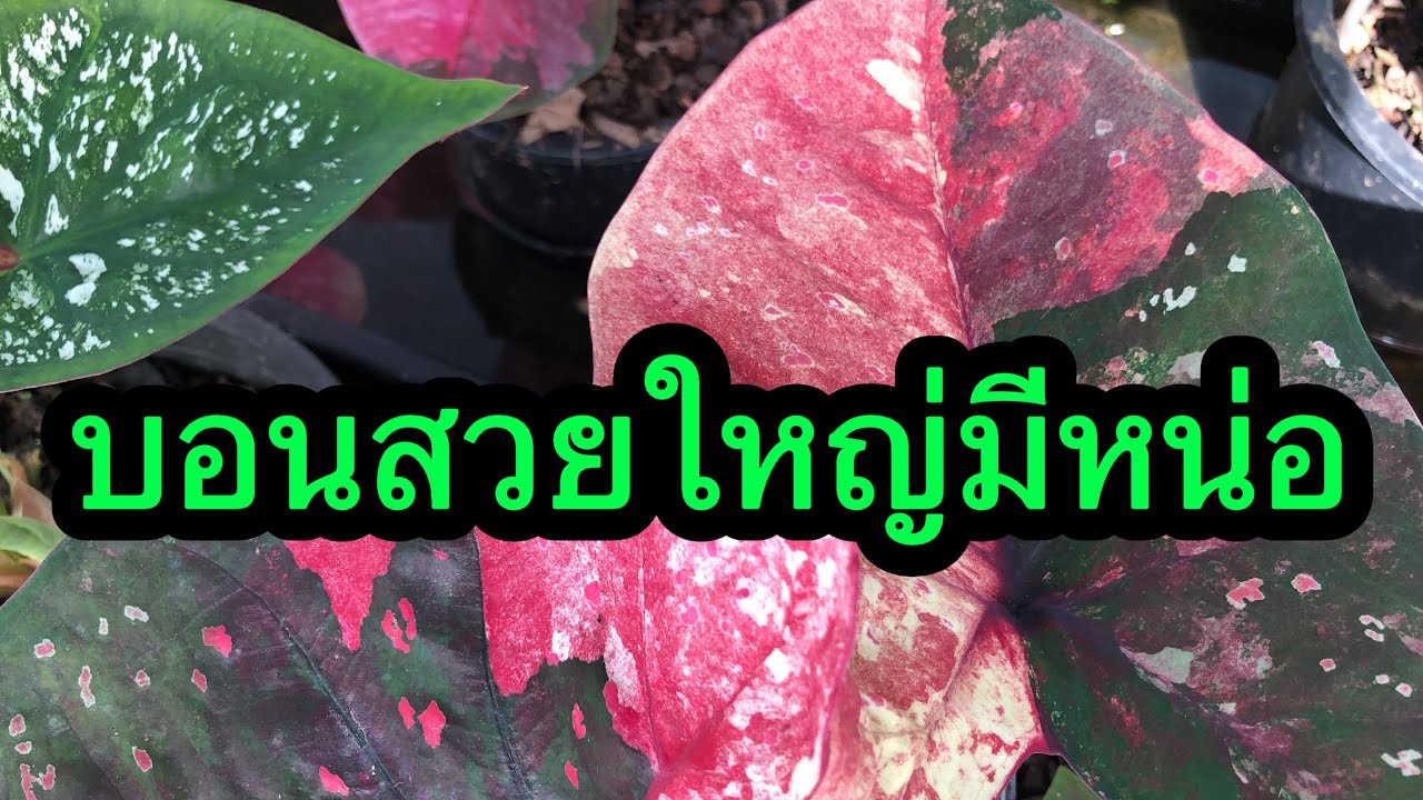 บอนสี1/7/2023 🌸บอนสวย 🌸ไม้เทพ 🌸ไม้แรร์ 🌸ไม้ด่างป้าย 🚛มีปลายทาง 3ต้นส่งฟรี ☎️โทร064-931-0997