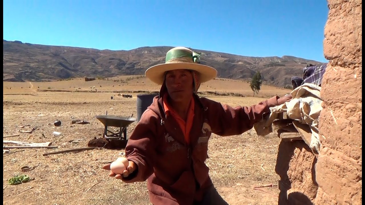 Experiencias locales en la crianza de gallinas