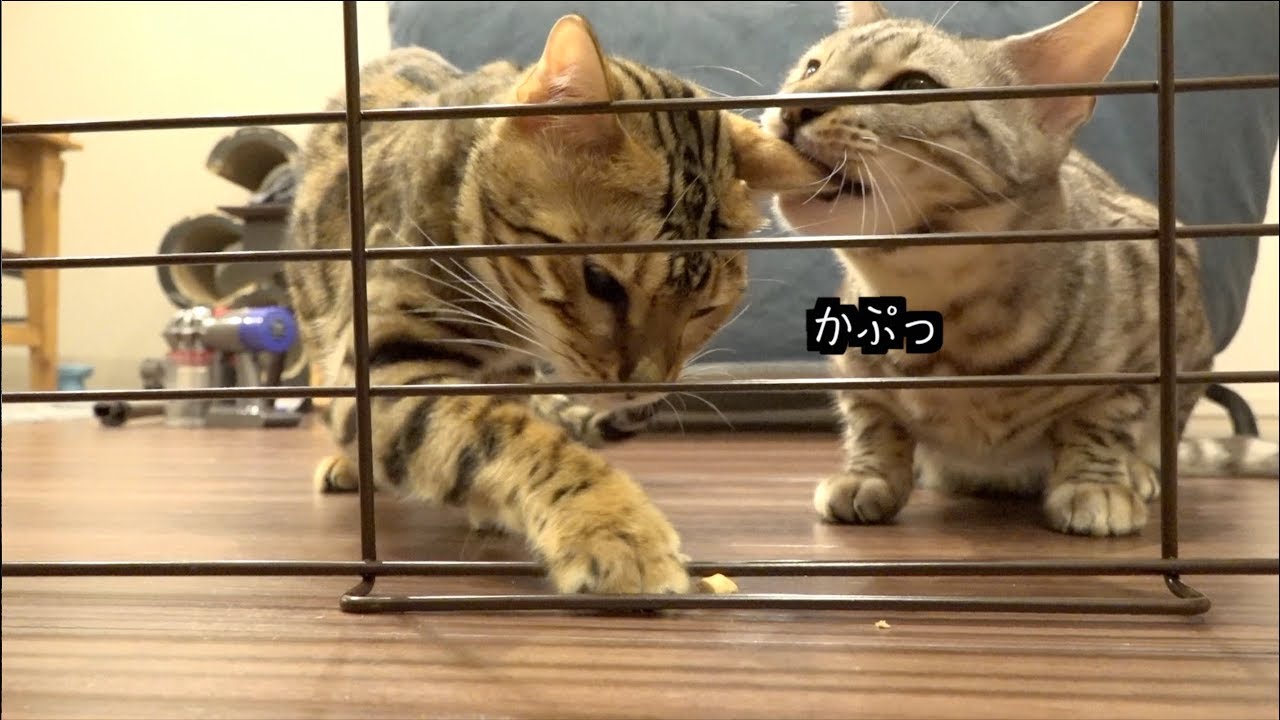 どさくさに紛れてロゼにホモホモするルト