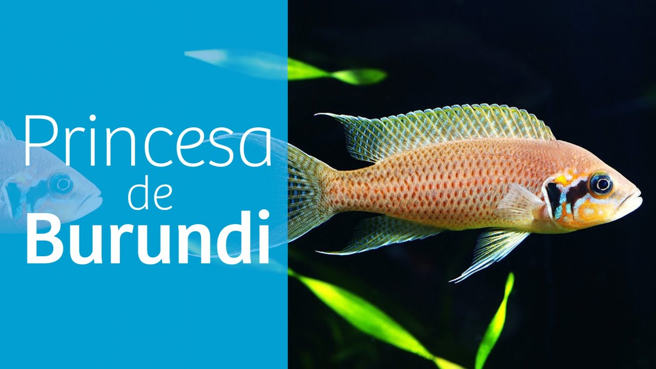 La princesa de Burundi 👑 Neolamprologus brichardi
