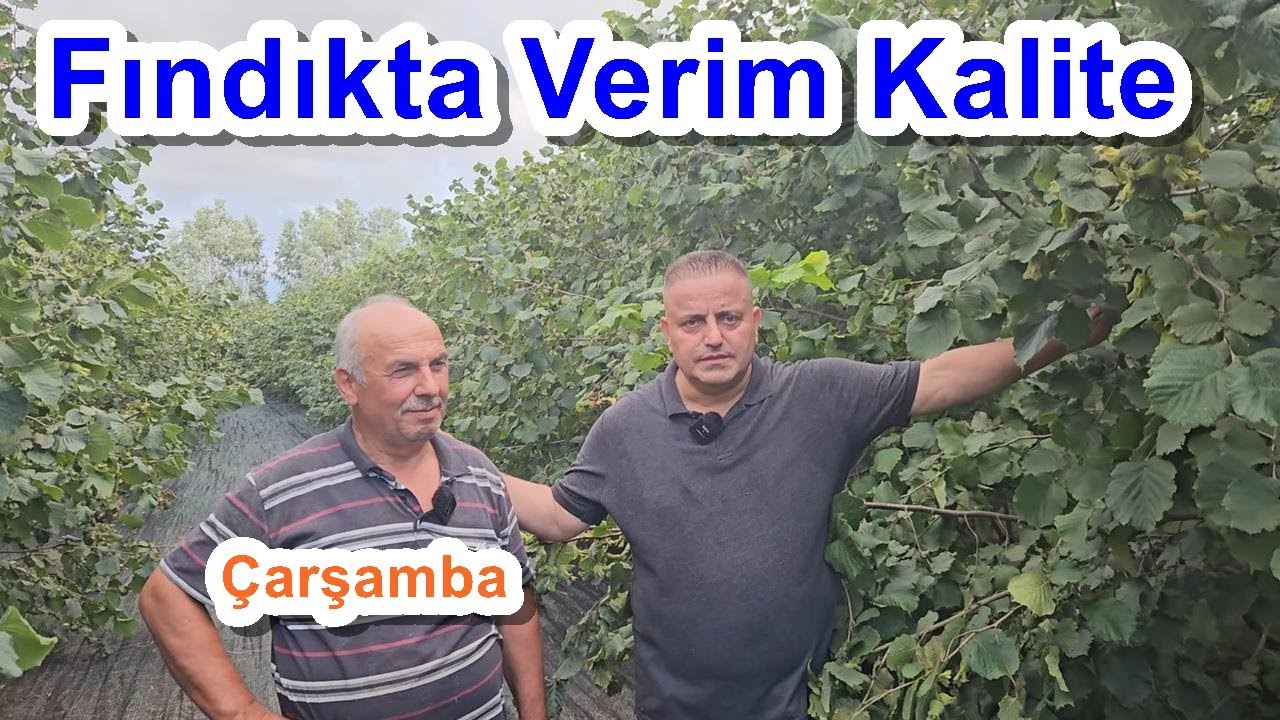 Çarşamba - Sık Sıra Dikim Fındık Bahçesi Gübreleme - Yüksek Verim - Kaliteli Fındık Üretimi