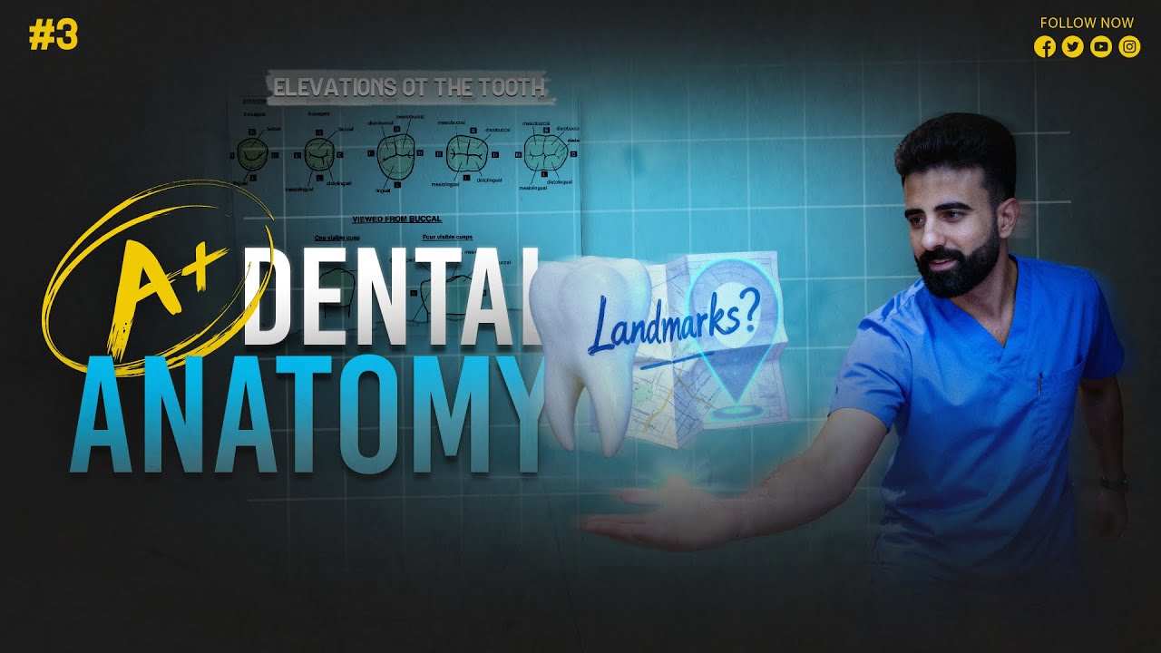 elevations of teeth 1 || anatomical landmarks || dental anatomy _ عزت شومان 
