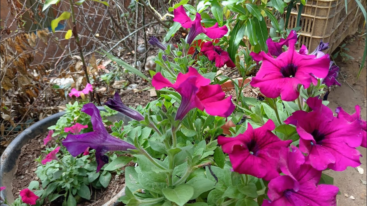 LA VIDA EN LAS PLANTAS NOS MUESTRA UN  MUDO DE COLORES  CON BELLAS FLORACIÓN 