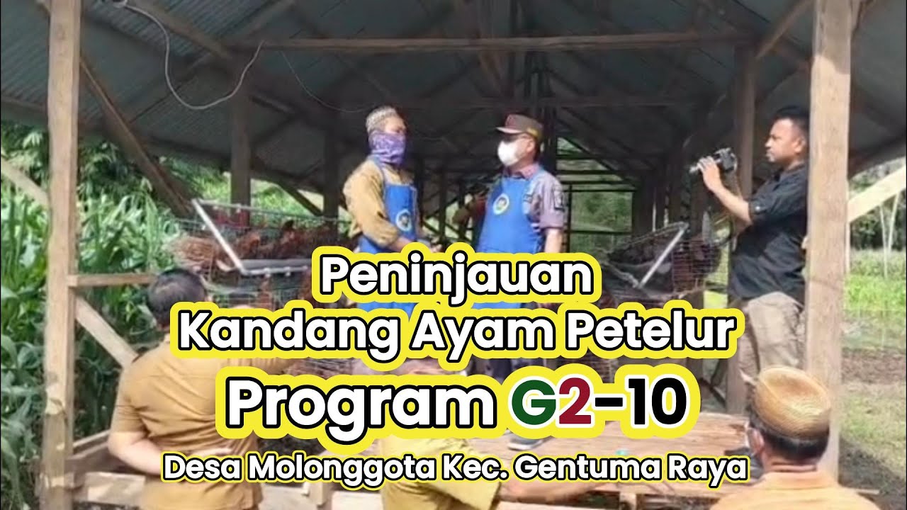 PENINJAUAN PETERNAKAN AYAM PETELUR DESA MOLONGGOTA KEC. GENTUMA RAYA || GORONTALO UTARA