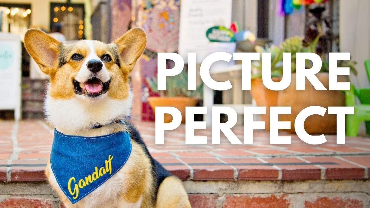 How to Train Your Dog for Picture Perfect Photos
