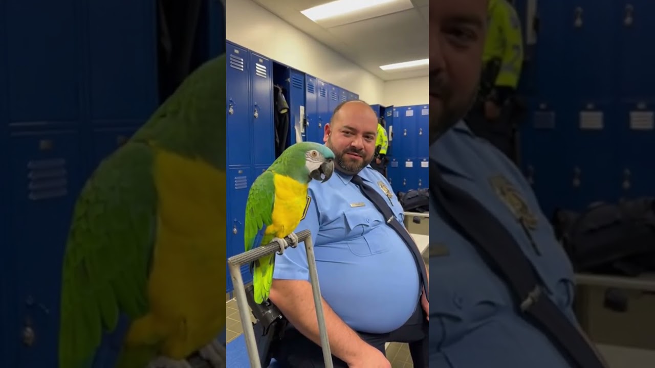 Quand un Perroquet Prend le Contrôle