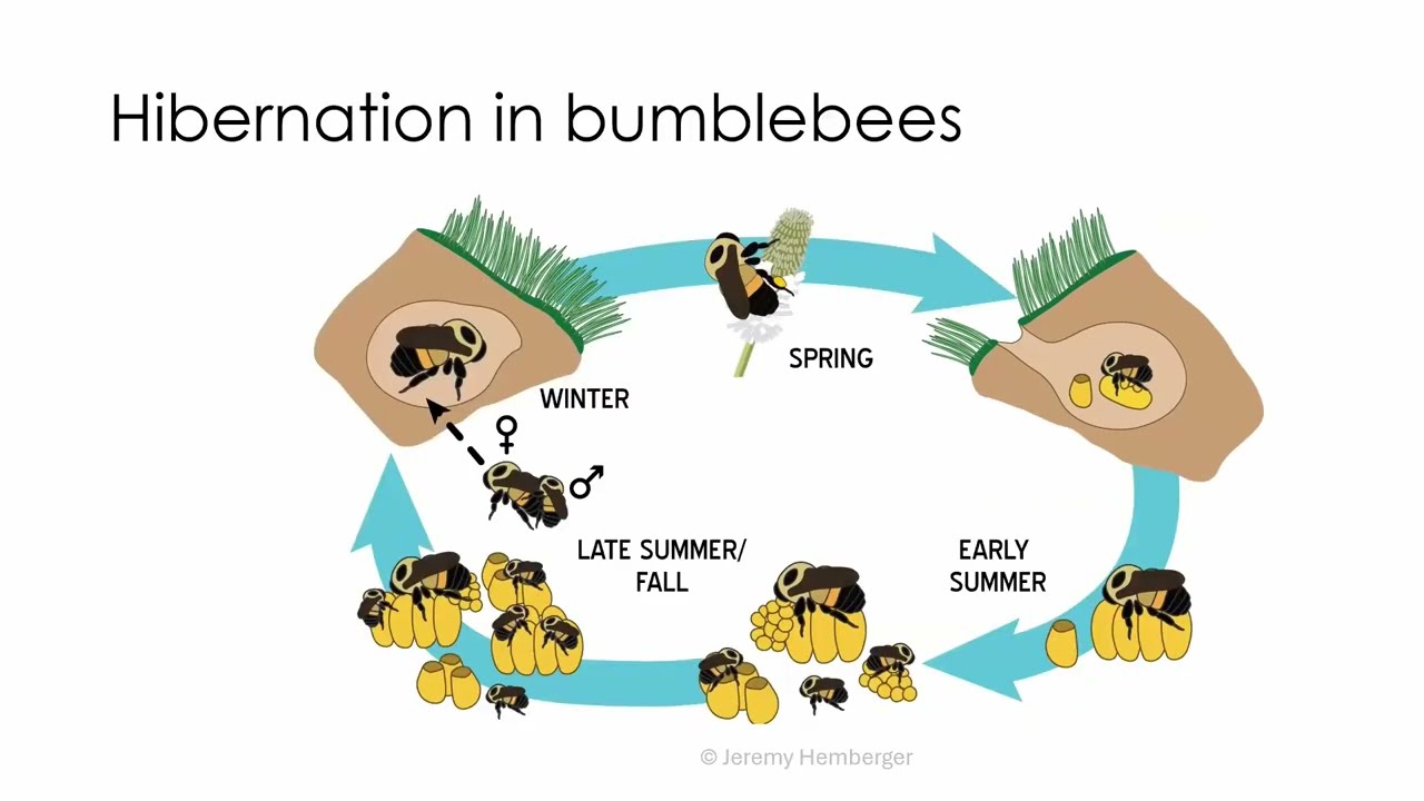 Unveiling the submerged secrets: bumblebee queens' resilience to flooding