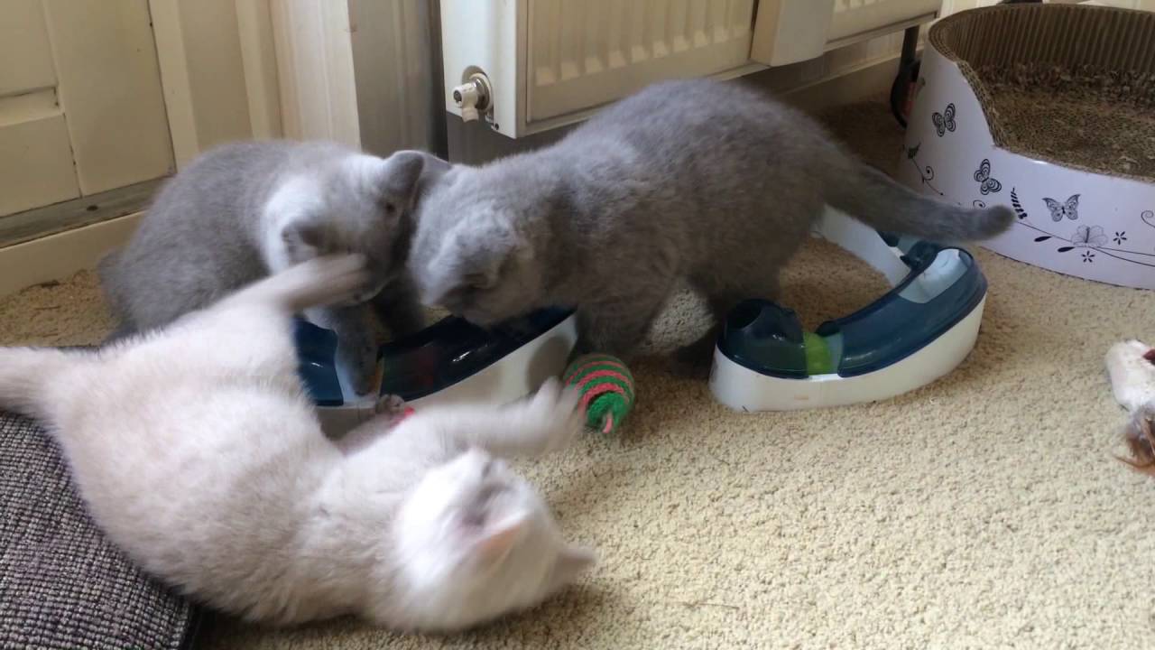 Brits korthaar kittens Molly spelen leuk!