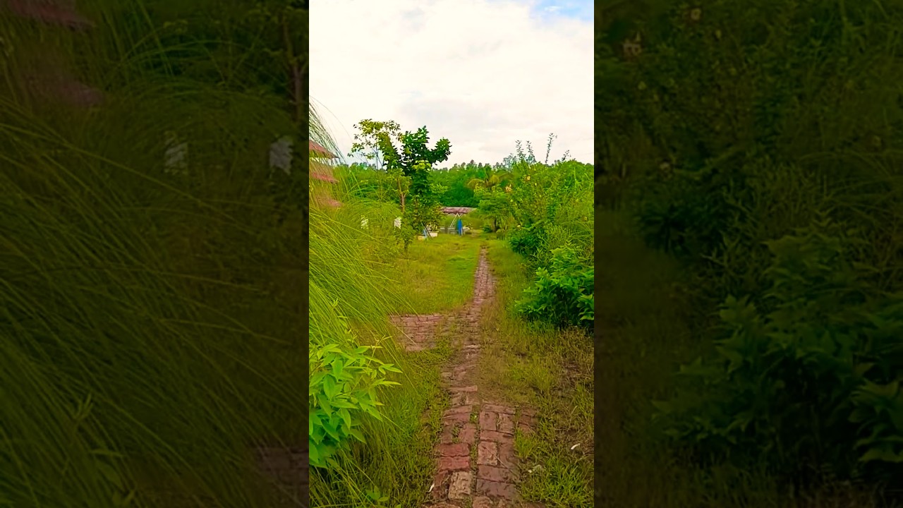 nature 🌿🍃 #nature #shortsfeed #malam17 #beautiful #naturephotography