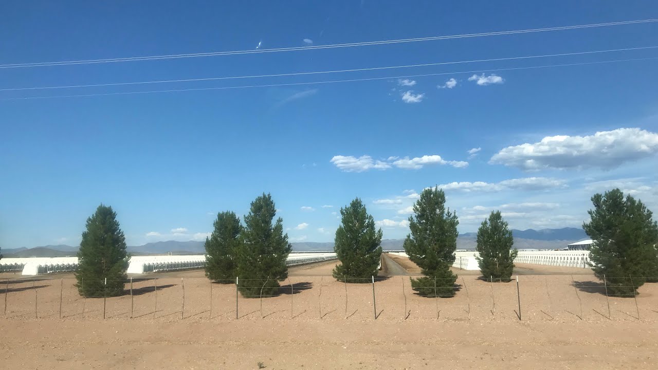 Picking up 4 dairy calves at Turkey Creek Dairy Arizona!