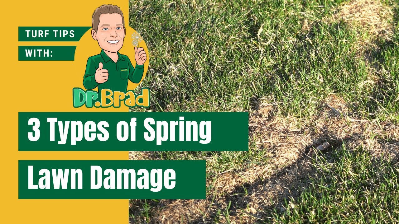 Spring Lawn Damage: Vole Damage, Snow Mold, & Dog Spot