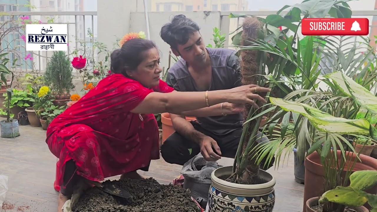 Welcoming Monstera Plant in our Terrace Garden | Rezwan Rabbani Sheikh | @Rinakitchenhacks