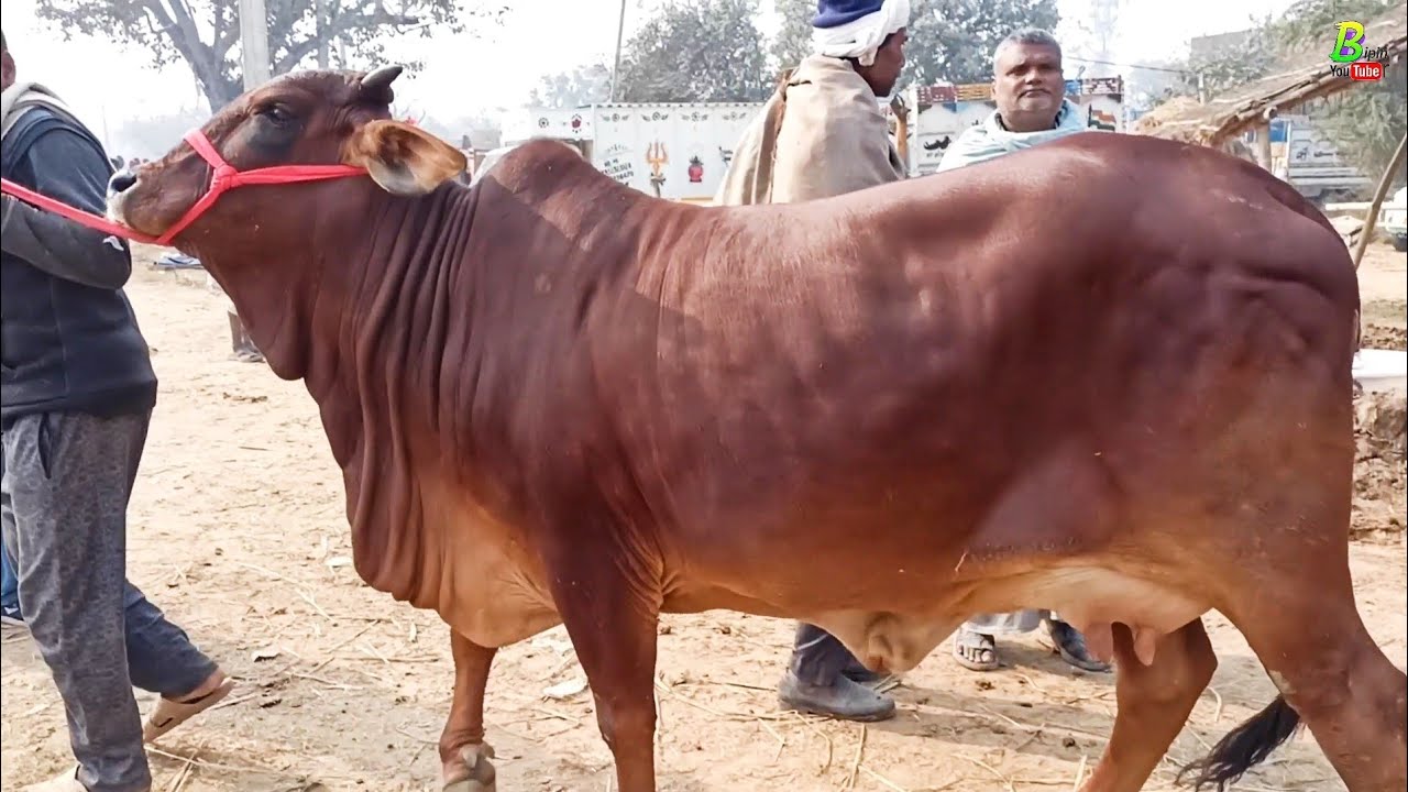 बिहार राज्य के चौसा मंडी से देशी दुधारू गाय देखिए | Chausa Cow Mandi Buxar Bihar | Pashu Mandi Video