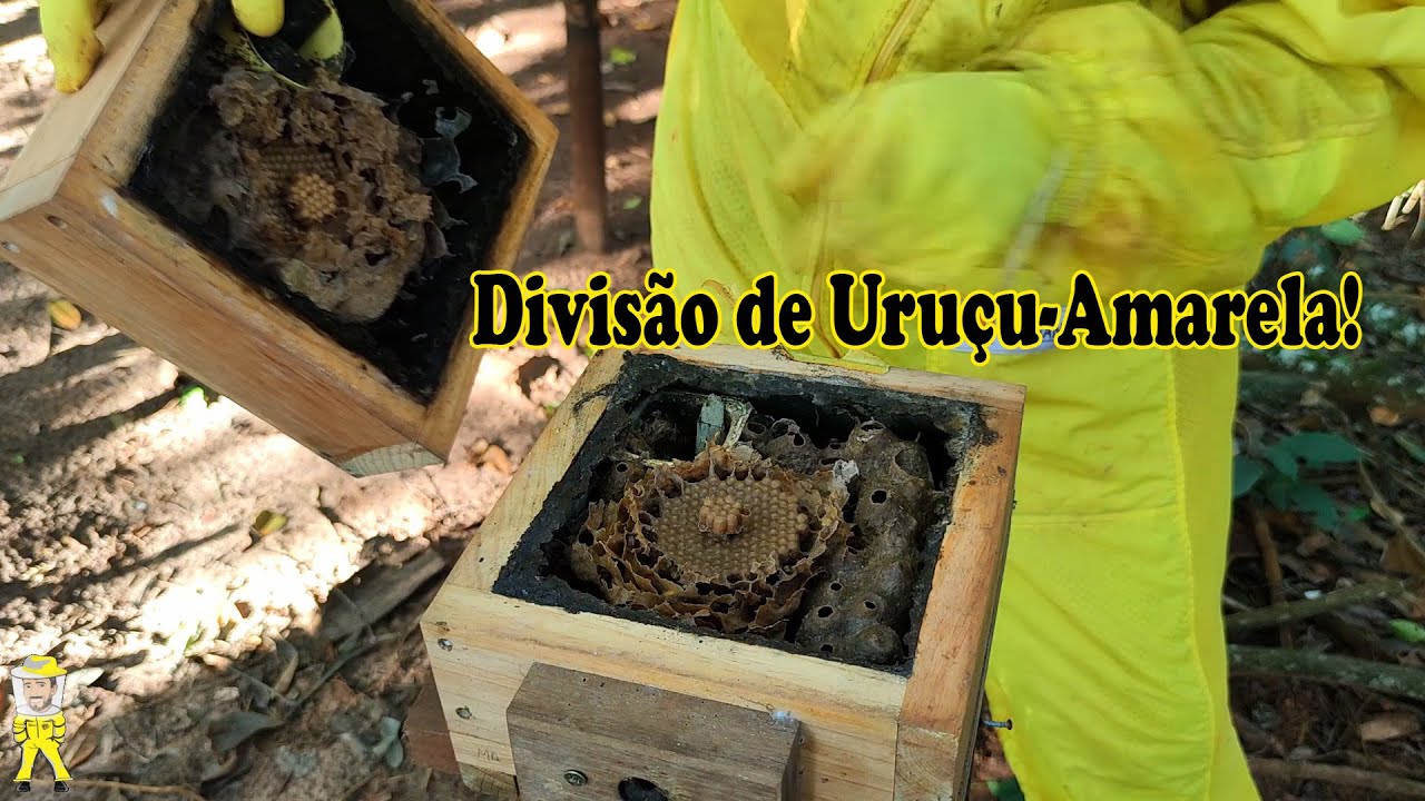 MULTIPLICAÇÃO DE URUÇU-AMARELA RUFIVENTRIS OBTENDO MAIS UMA COLONIA | CRIANDO ABELHAS!