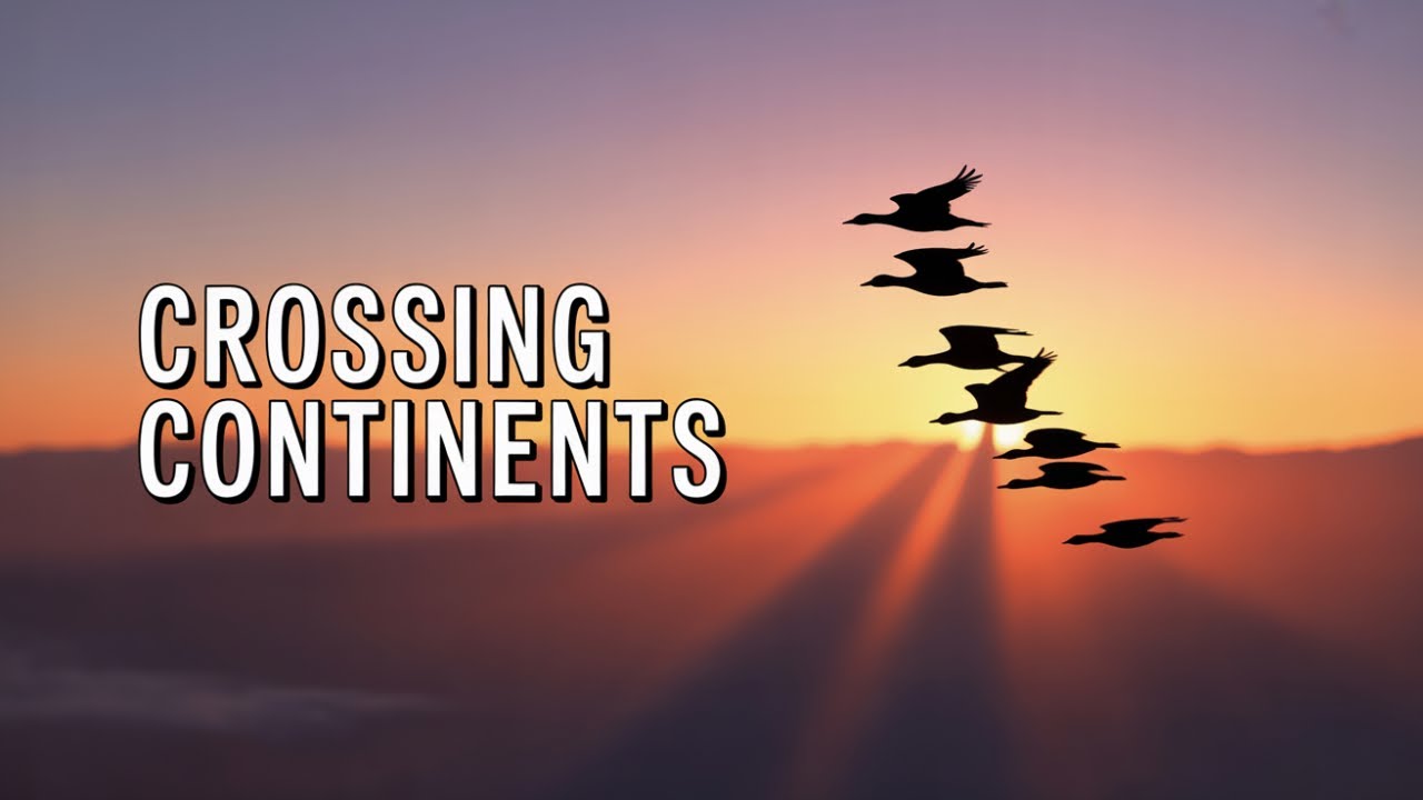 The Physics of the V: How Geese Cross Continents Without Falling