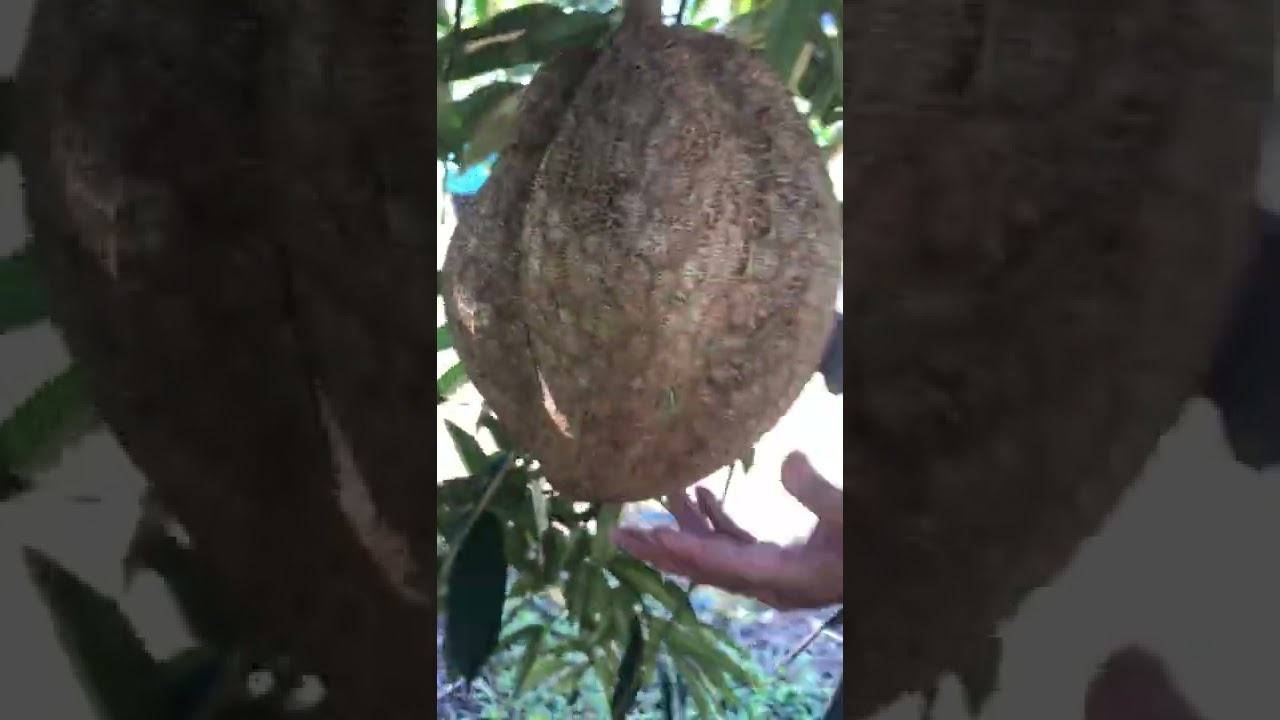 durian monthong fruit with tasty delicious flesh #shorts