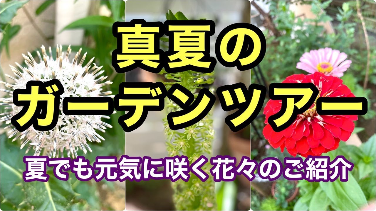 【夏でも元気に咲く花々のご紹介】夏の花々をご紹介しながらガーデンをご案内します。#ガーデニング #flowers #gardening