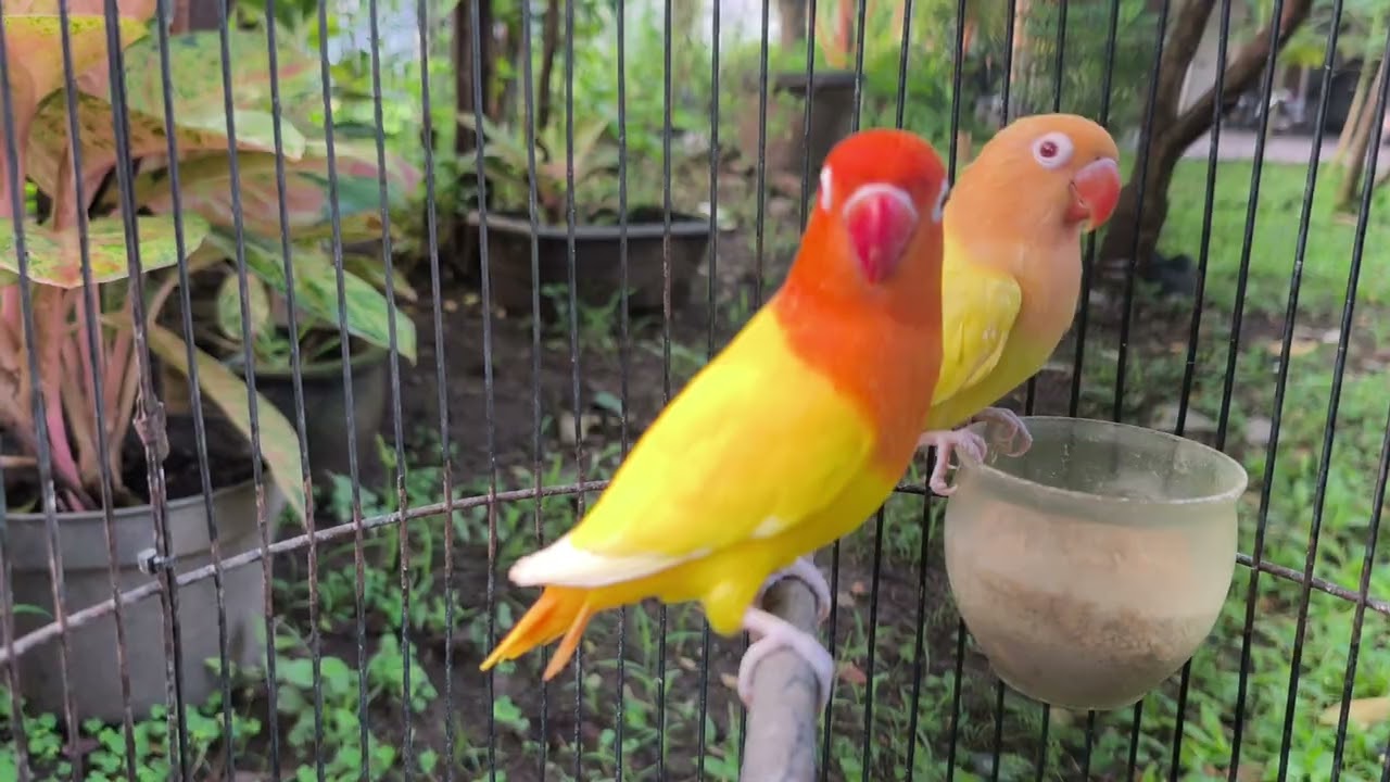 Pertahankan kualitas Fokus mutasi NSLIno bodi proporsional walau bukan kontes #winnerlovebirdlover 