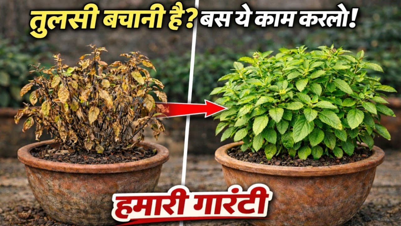 “तुलसी बचानी है? बस ये कर लो!”|| Tulsi ka paudha sardi me sookhne se kaise bachaen | 