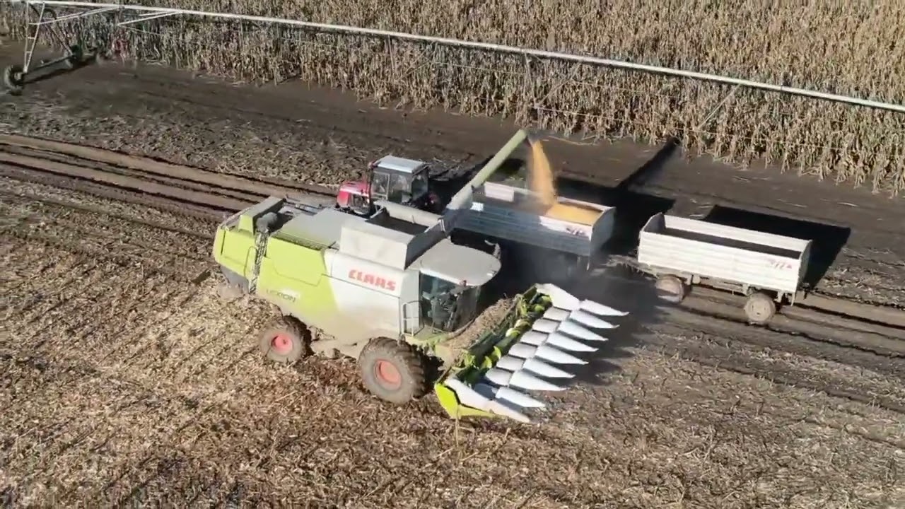 claas lexion 650 corn harvest,kukuruz