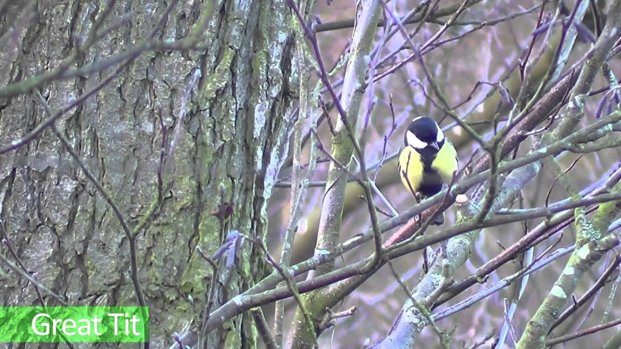 Aqualate Mere Wildlife
