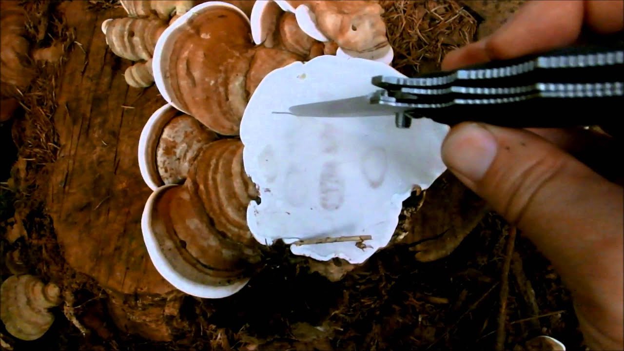 Ganoderma applanatum (artist conk)