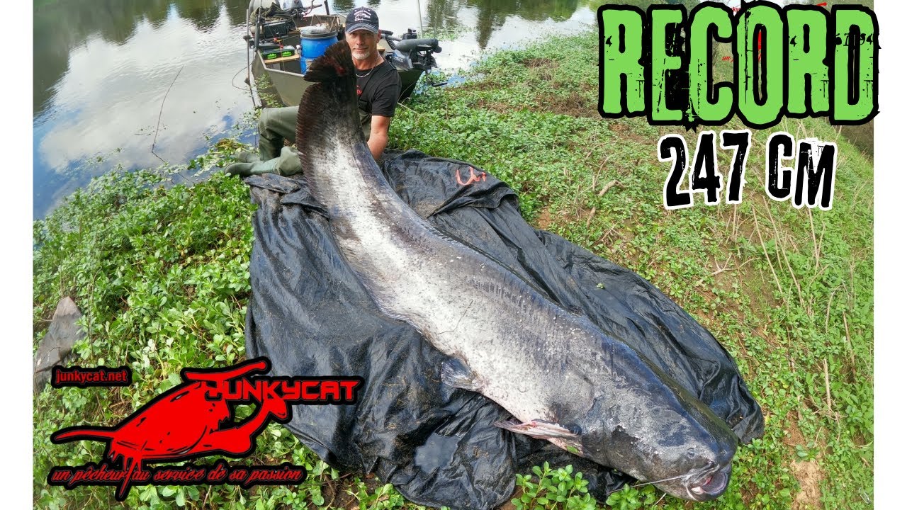 Le record de Marco - ( 247 cm ) #Junkycat#Catfish#Firecat