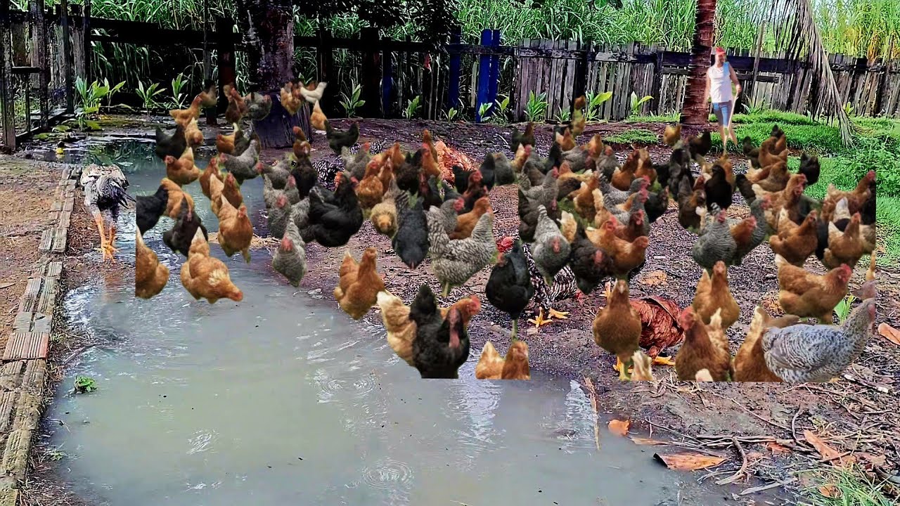 CRIAÇÕES DE GALINHAS CAIPIRA FOI MUITAS CHUVA POR QUE NÃO PONHAMOS GALINHAS PARA CHOCAR NO INVERNO 