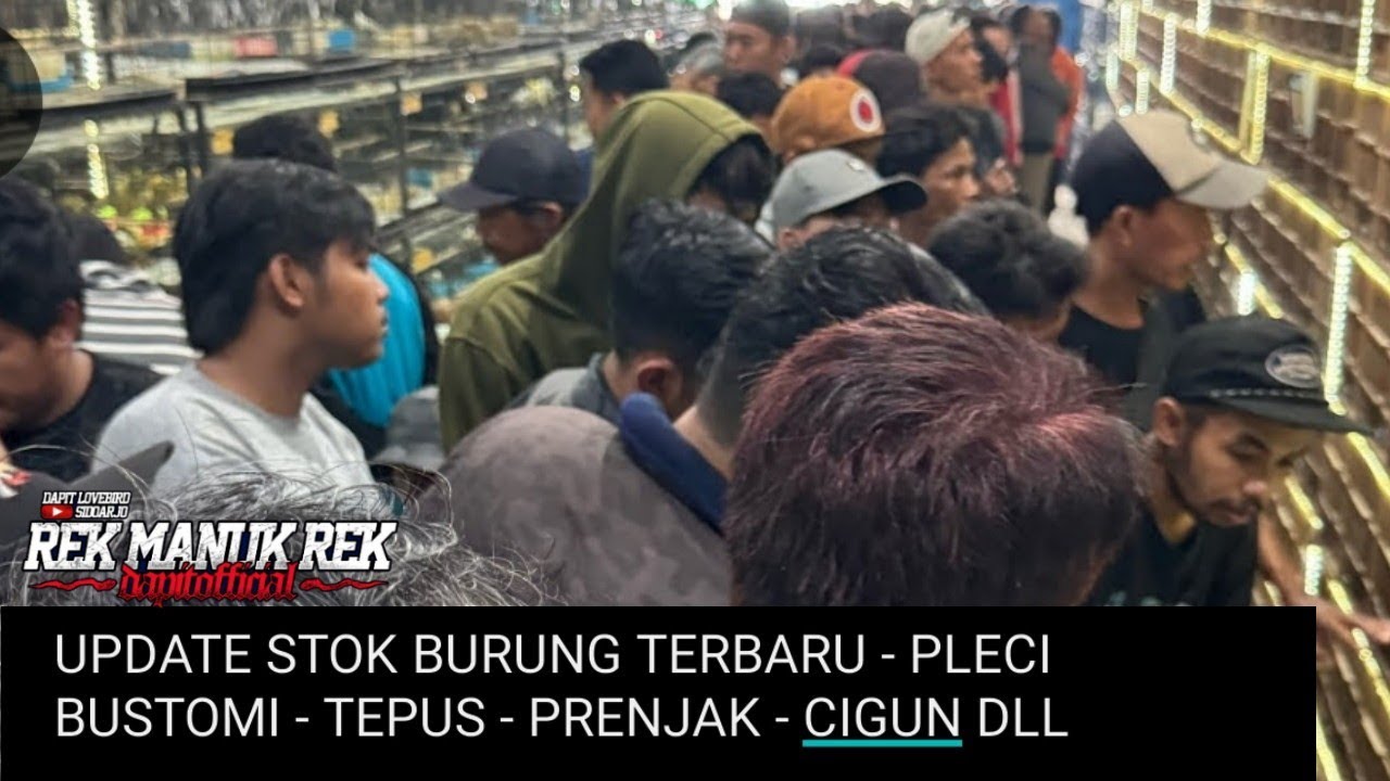 UPDATE STOK BURUNG TERBARU - PLECI BUSTOMI - TEPUS - PRENJAK - CIGUN DLL