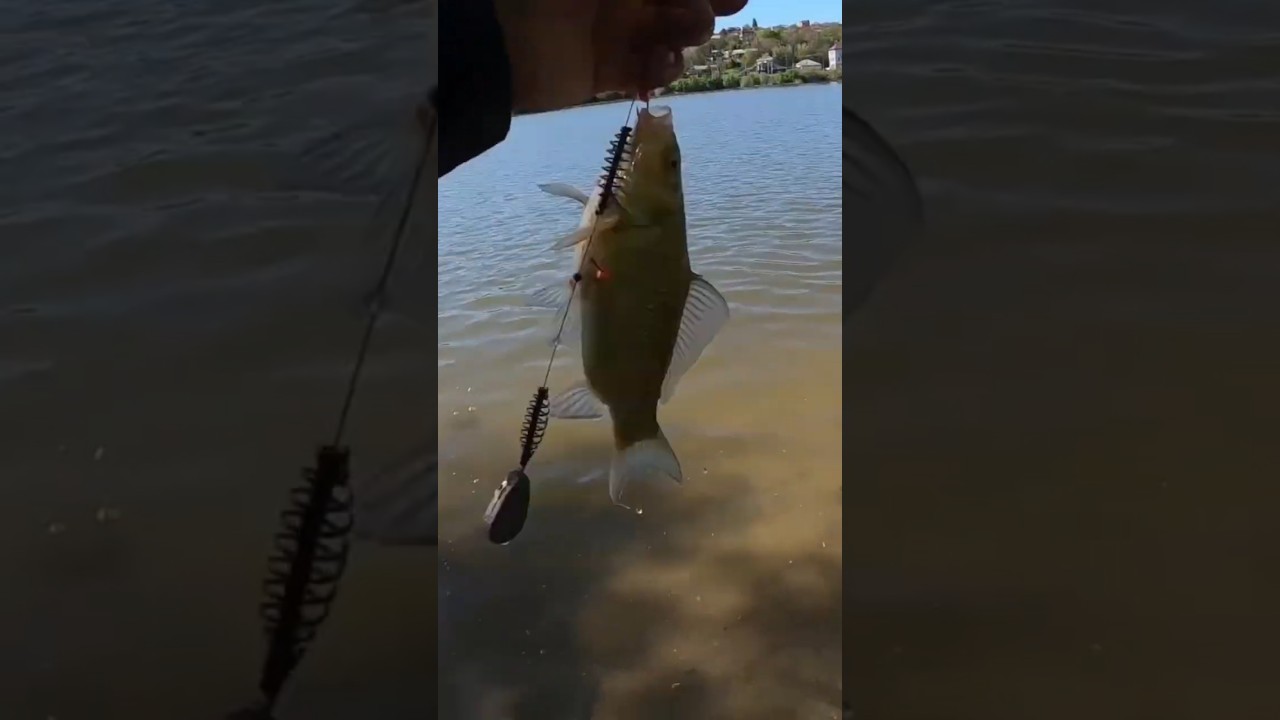 Карасик на убийцу карася 🐟 #fishing #рыбалка